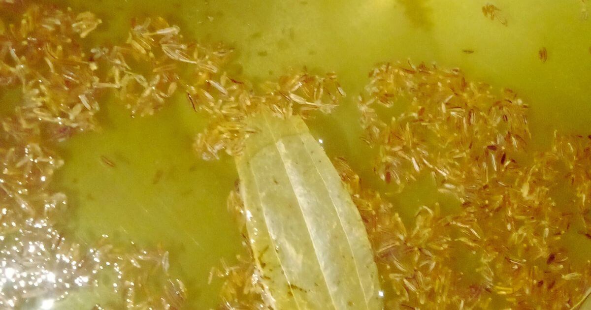 chicken biryani rice